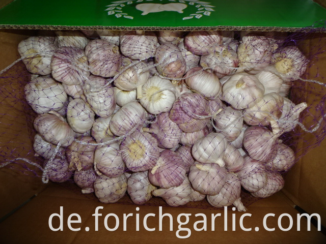 Fresh Regular Garlic Crop 2019